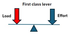First class lever