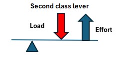 Second class lever