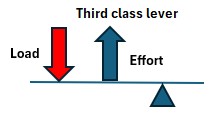Third class lever